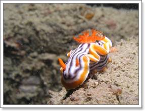 Redang Pelangi Nudi Branch
